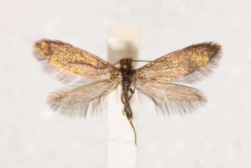 New 'enigma' moth helps crack evolution's code