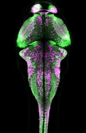 New fluorescent protein permanently marks neurons that fire