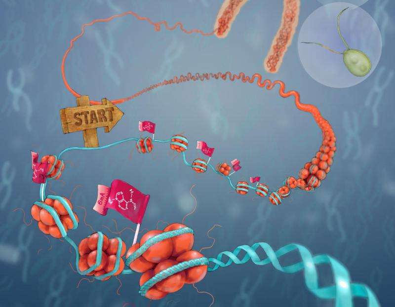 New form of DNA modification may carry inheritable information