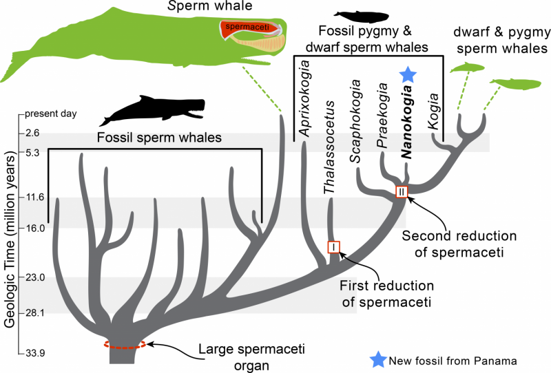 New fossil rattles Moby Dick's family tree