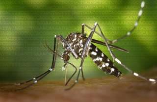 New genome sequence to provide insight into tiger mosquito and how deadly diseases are transmitted to humans