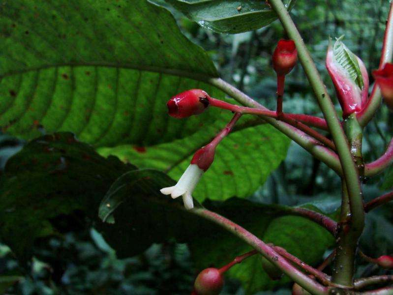 New gorgeous coffee tree species from Honduras is critically endangered