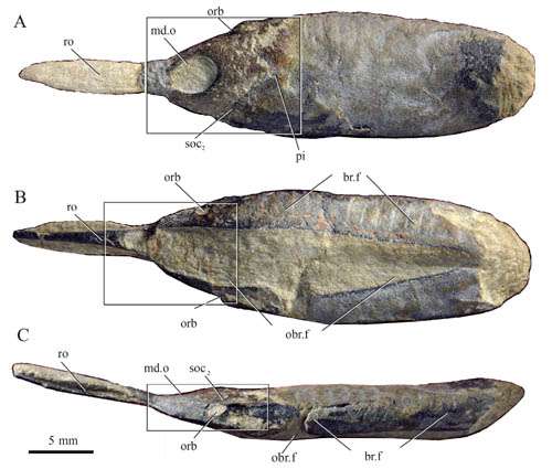New jawless fish found from the Lower Devonian of Yunnan, China