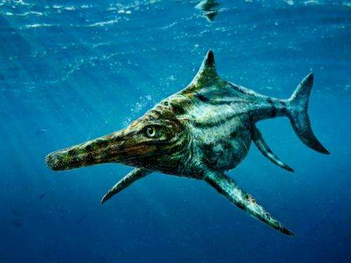 New Jurassic species of marine reptile identified from fossils in Scotland