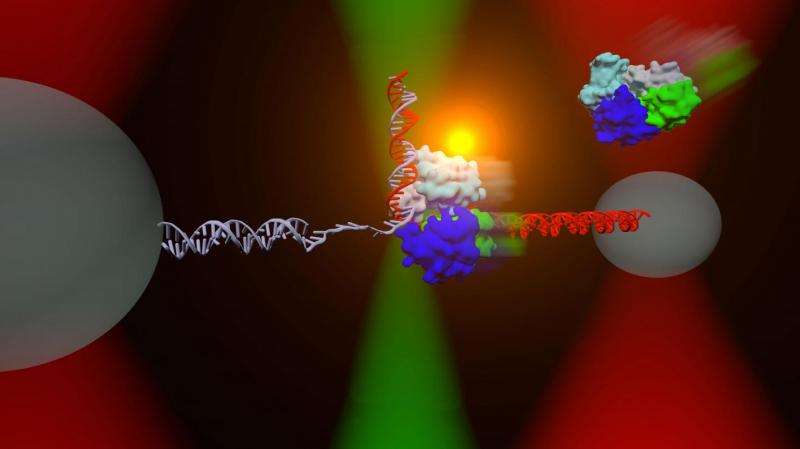 New lab technique reveals structure and function of proteins critical in DNA repair