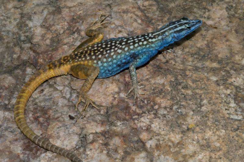 New lizard named after Sir David Attenborough
