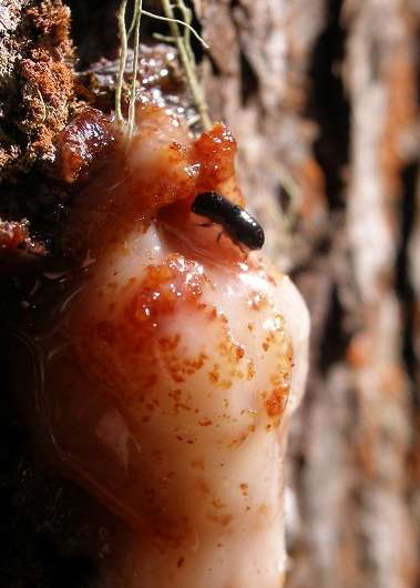 New mesoamerican pine beetle described by SRS scientist and collaborators