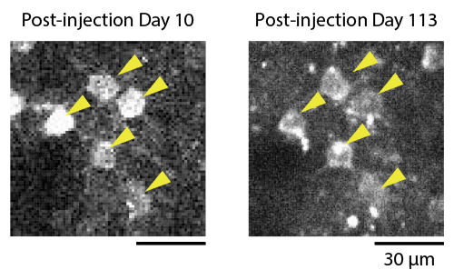 New method for imaging marmoset brains