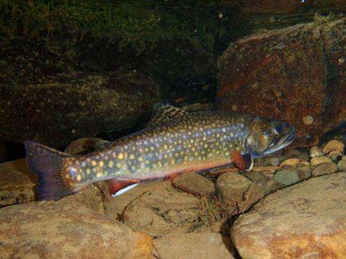 New model identifies eastern stream sections holding wild brook trout