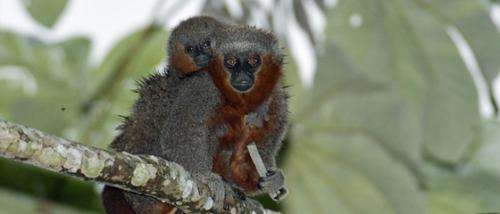 New monkey species discovered in the Amazon rainforest