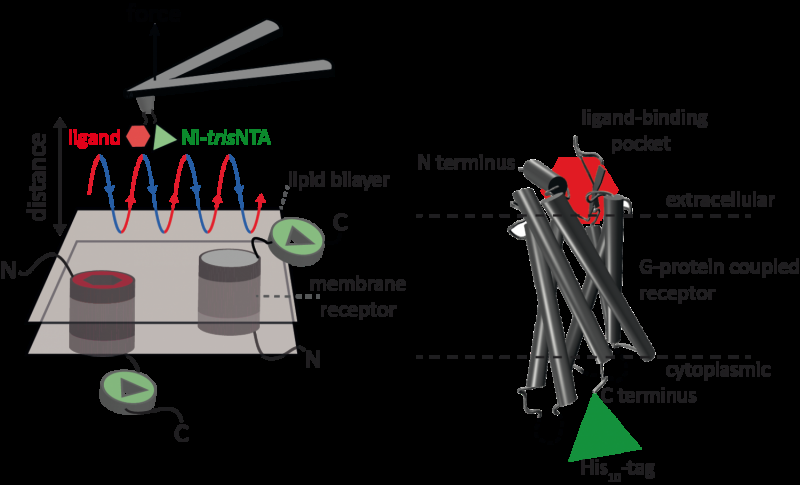 New nanoscopic tools to study ligand-binding of receptors and quantifying two ligand-binding sites while imaging membrane recept
