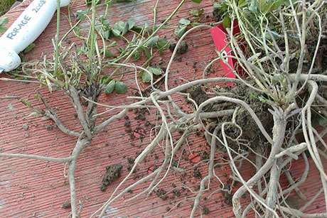 New pest-fighting, yield-boosting alfalfa to help farmers