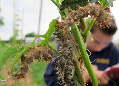 New pest management resource for hop growers in the northeast