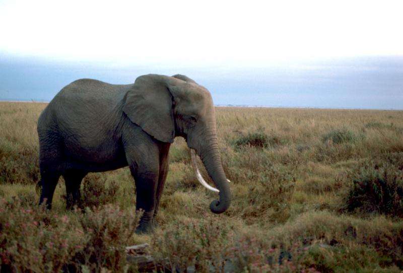 New petition seeks to save elephants, end ivory importation in US