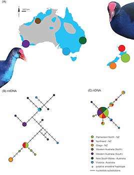 New research finds Takahe have African cousins