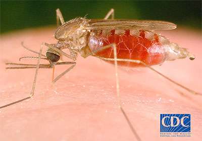 New research: Malaria parasites unlikely to jump from animals to humans