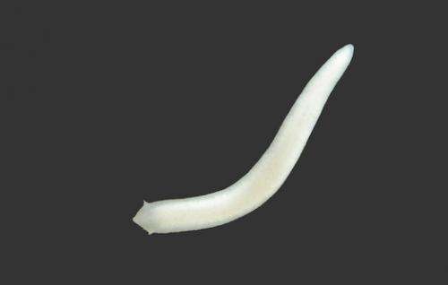 News from the depths: A new cave-dwelling flatworm species from the Brazilian savanna