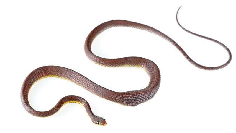 New snake species with pitch black eyes from the Andes highlights hidden diversity