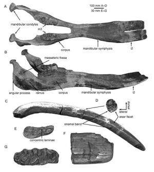 New study reveals competition and replacement between two miocene shovel-tuskers