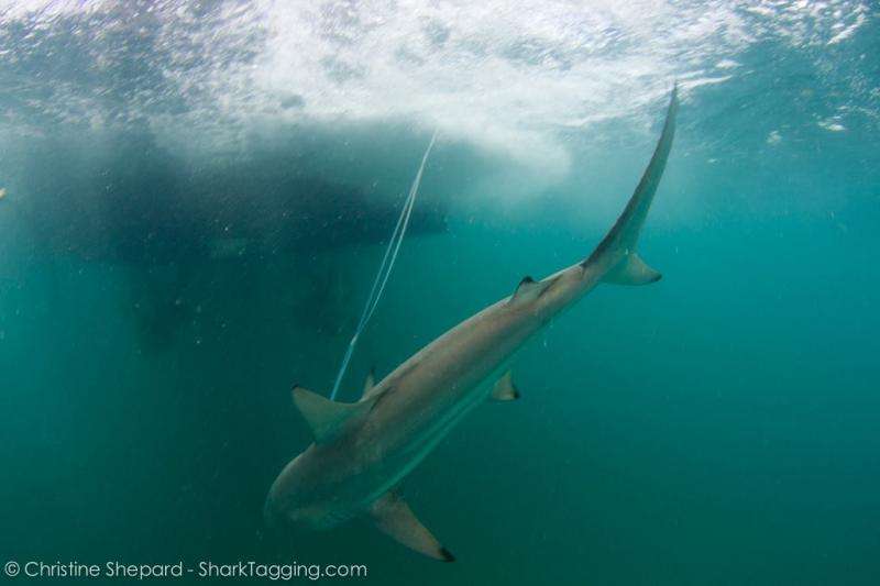 New study suggests angler education can benefit sharks