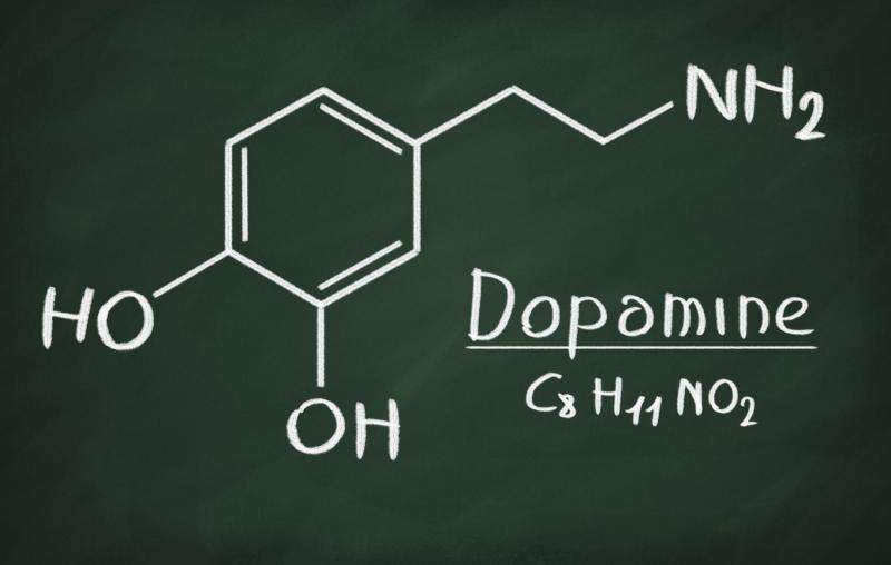 New theory integrates dopamine's role in learning, motivation
