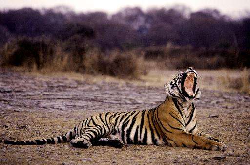 New tiger reserves will be set up in existing national parks in Madhya Pradesh, Chhattisgarh and Orissa states
