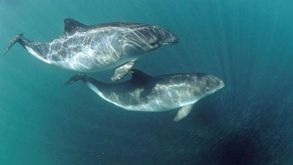 New tool will measure impact of man-made noise on sea-mammals