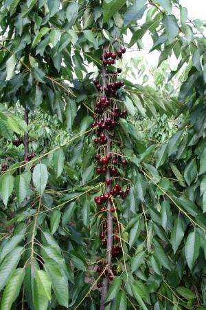 New training, ultra-high-density planting systems recommended for sweet cherry