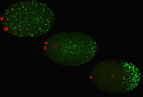 New trick found for how cells stay organized