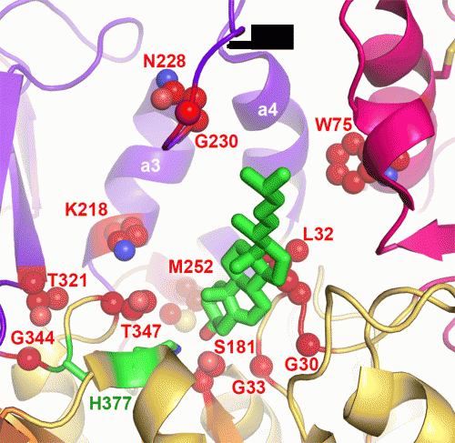 New views of enzyme structures offer insights into metabolism of cholesterol, other lipids