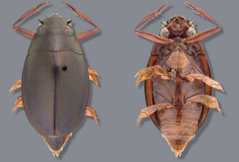 New whirligig beetle species discovered by University of New Mexico Ph.D. student