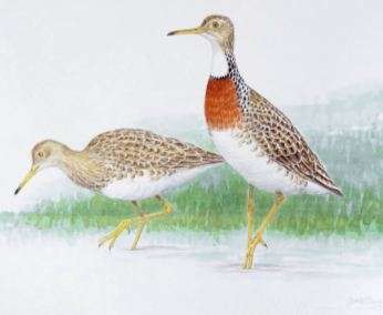 New Zealand fossils reveal new bird species