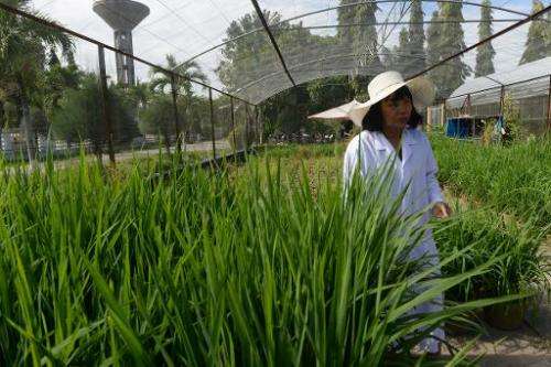 Nguyen Thi Lang walks among new rice varieties she is developing at the Vietnam Rice Research Institute in the southern Mekong d