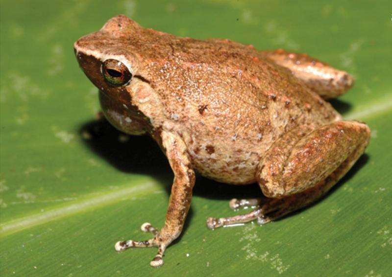 Night calls reveal two new rainforest arboreal frog species from western New Giunea