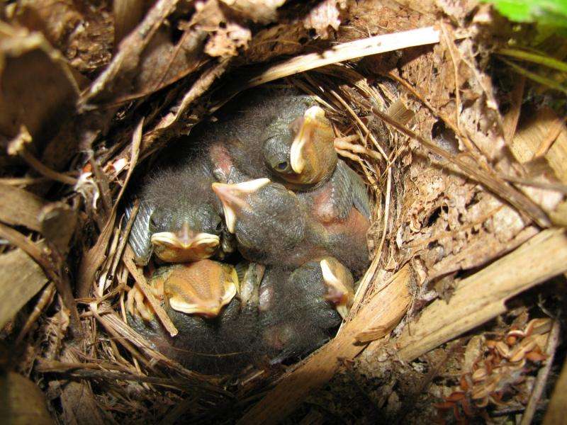 Nightingales show off their fathering skills through song