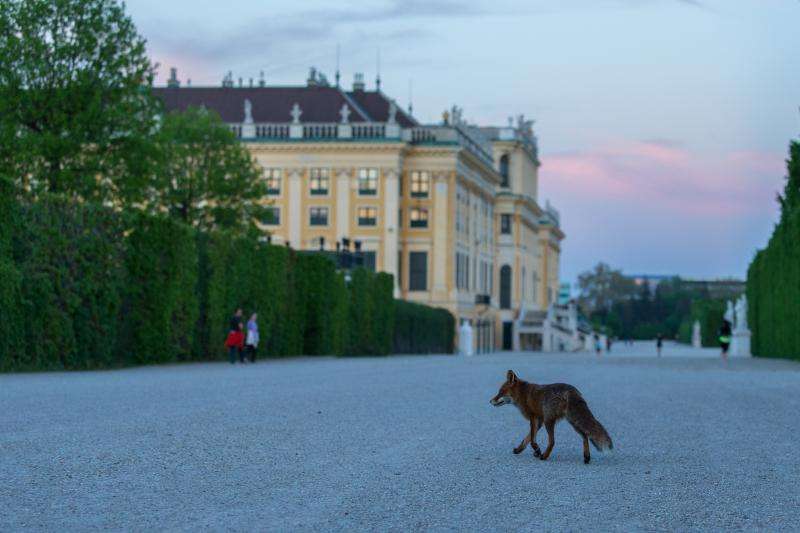 Nightly human-fox encounters in West Vienna