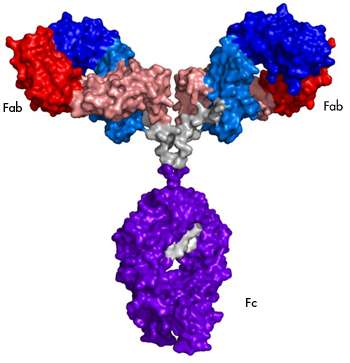 NMR ‘fingerprinting’ for monoclonal antibodies