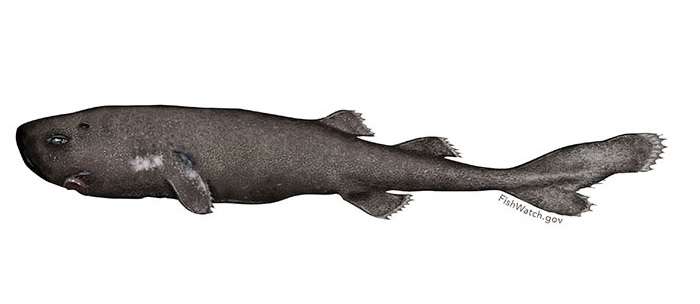 NOAA, Tulane identify second possible specimen of 'pocket shark' ever found