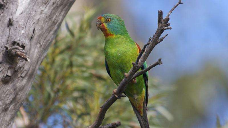 Nomadic swift parrot find the best food sources