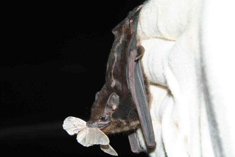 No need for sophisticated hunting techniques: Equatorial bats live the easy life