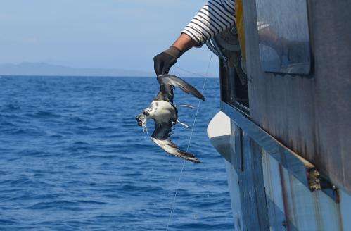 Non-hooked birds: how to avoid seabird bycatch in the Mediterranean?
