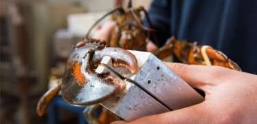 Noninvasive procedure to determine the viability of lobsters for shipping