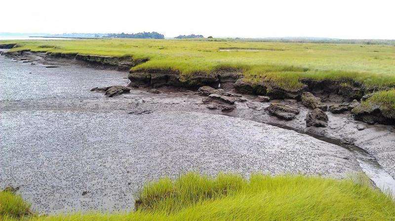 Normal weather drives salt marsh erosion
