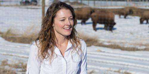 Northern Colorado bison project uses high-tech breeding to halt disease and conserve an icon