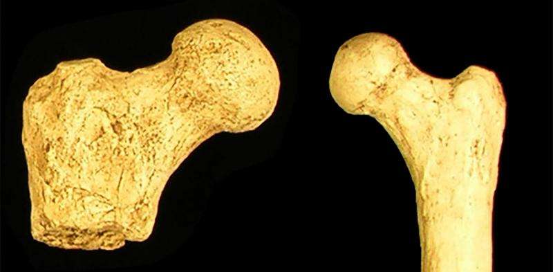 Not much size difference between male and female Australopithecines