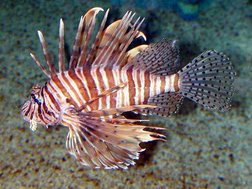 NSU researchers discover hurricanes helped accelerate spread of lionfish