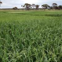 Oats to clean up heavy metals in contaminated soil