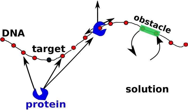 Obstacles not always a hindrance to proteins