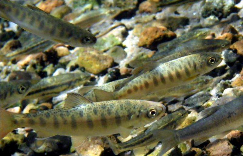 Ocean changes are affecting salmon biodiversity and survival