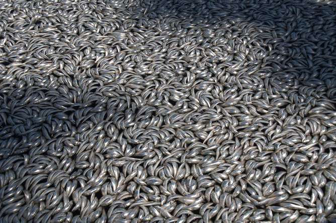 Ocean ‘dead zones’ a growing disaster for fish